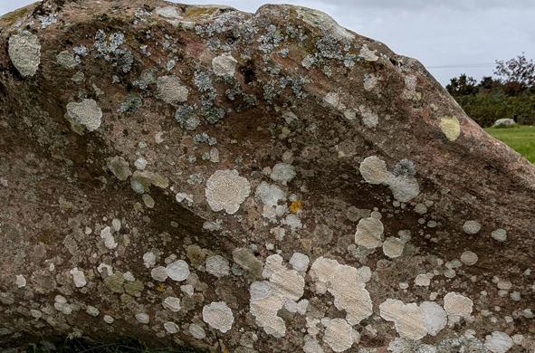 Closeup of a large brownish boulder covered with circular patches of grey, white, and cream-coloured lichen. Some of the patches look like pale roses.