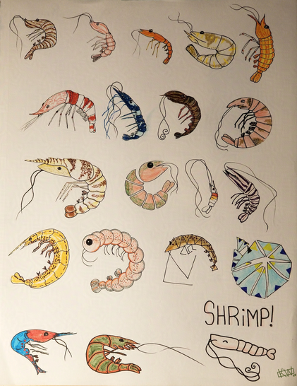 20 ink doodles of happy shrimp- stripey, spotty, all colors!