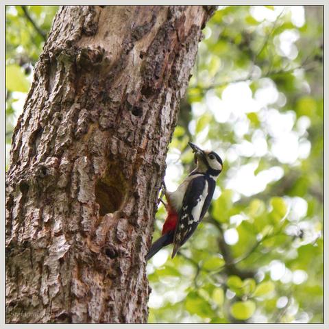 Ein Specht klammert sich an einen Baumstamm, in der Nähe eines sichtbaren Lochs, umgeben von unscharfem grünen Laub. Im Schnabel sind diverse Insekten zu erkennen.

A woodpecker clings to a tree trunk, near a visible hole, surrounded by blurry green foliage. Various insects can be seen in its beak.
