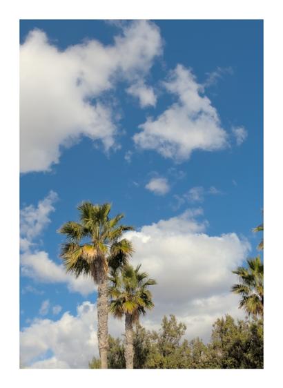 An image of palm trees silhouetted against a deep blue sky, beneath thick white clouds. Photograph taken at Las Almadrabillas Park in Almería, Spain.
---
Imagen de unas palmeras recortadas contra un cielo de un azul intenso y bajo unas gruesas nubes blancas. Fotografía tomada en el parque de las Almadrabillas de Almería.
