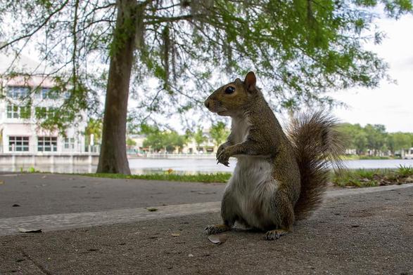 A curious squirrel strikes a pose on a lakeside path in Celebration, Florida, with scenic views of the water and trees.
