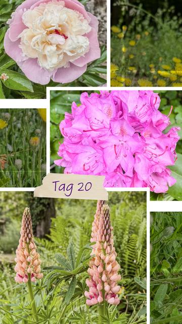 Collage „Tag 20“: Farbenfrohe Blütenpracht im Außen – ein leuchtend pinkes Rhododendronmeer, eine zartrosa Pfingstrose mit cremeweißem Herzen, gelbe Wildblumen und sanft lachsfarbene Lupinen. Und doch fühlt es sich innen heute schwer an. Traurigkeit liegt wie ein Schleier über diesem schönen Tag. Manchmal blühen die Blumen einfach weiter – auch, wenn das Herz gerade weint.