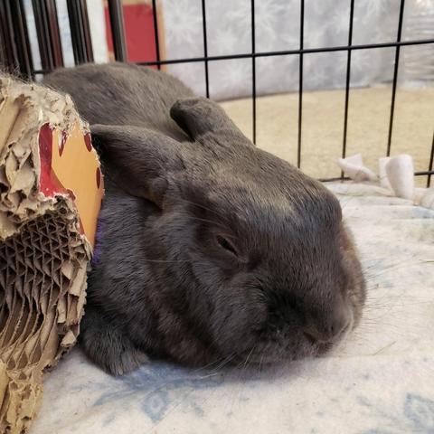 Very relaxed small grey rabbit partially hidden behind a cardboard toy.