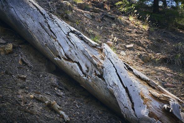 A weathered, fallen tree trunk lies on a forest floor, its surface marked by age and decay, surrounded by dry earth and scattered vegetation.
