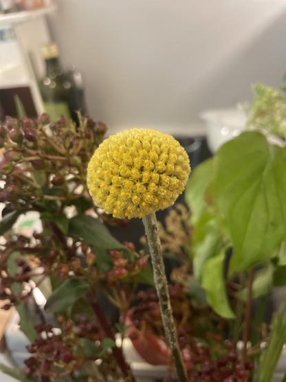 A close-up of a vibrant yellow round flower head, surrounded by dark green leaves and clusters of small reddish buds. The background is softly blurred, showing hints of household items.