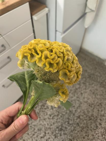A hand holds a bright yellow flower with a ruffled texture and green leaves, set against a light kitchen background with cabinets and a refrigerator.