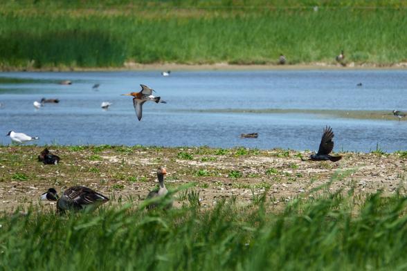 Allerlei vogels bij een plas. O.a. grauwe gans, grutto, kokmeeuw, kauw, scholekster en eend.