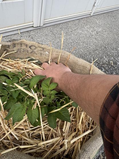 Stuffing potato grow bag up to the top of shoots with hay, this is called hilling and it encourages the plant to grow more roots.