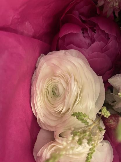 A close-up of a white ranunculus flower surrounded by pink tissue paper and other flowers. The image highlights the delicate layers of the petals and rich colors.