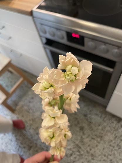 A hand holds a delicate stem of light pink flowers, with a kitchen background featuring an oven and countertop.