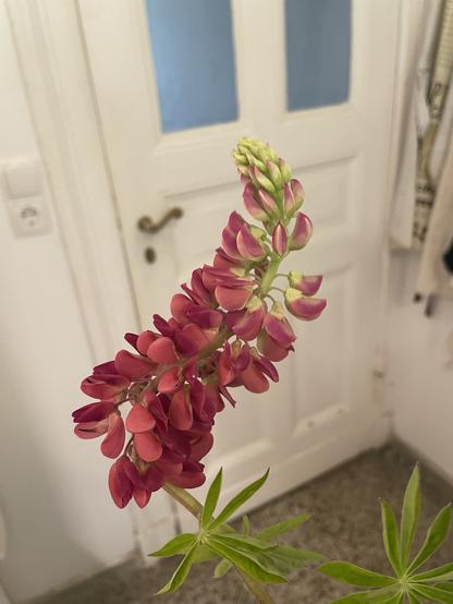 A close-up of a pink and green flowering plant, likely a lupin, with a blurred white door in the background. The flower spikes display various shades of pink and some green buds, complemented by green leaves.