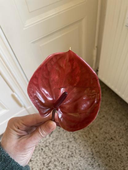 A red anthurium flower is being held, showcasing its glossy, heart-shaped leaves and long, tubular spadix. The background includes a neutral-colored wall and a heater.