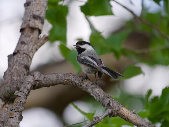 This tiny, plump-bodied, big-headed bird is a familiar woodland resident and backyard visitor in the northern U.S. and Canada. Gray overall with light buffy flanks and a contrasting head pattern: black cap, white cheek, and black throat. Short, stubby bill is used for hammering open seeds. Often the core of mixed flocks of songbirds.