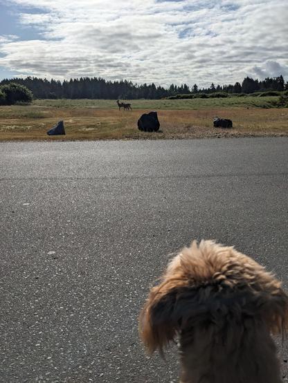 Fuggles looking at some deer. He started barking in warning.