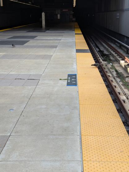 Two pigeons on a train platform.