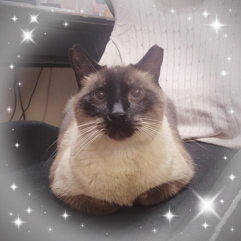 Kiddo the balinese cat is sitting on an office chair with his paws folded under. He is looking directly at the camera. The picture is decorated with sparklies.
