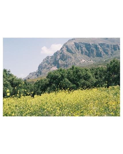 panoram shot: in the front yellow blooming flowers, then there is a line of olive trees crossing the picture. In the back is a mountain covering most part of the sky.