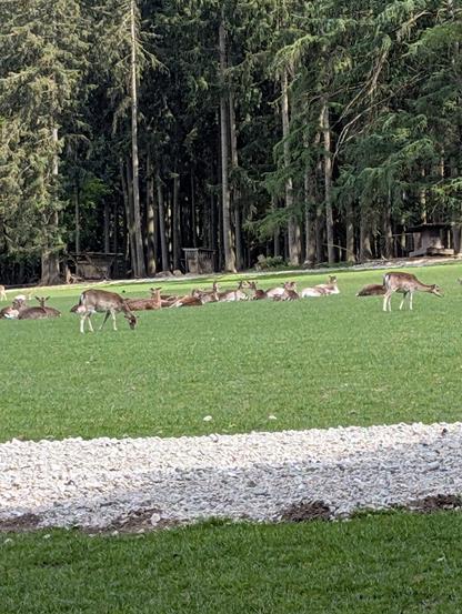 Un groupe de daims, certains par terre, d'autres debout, profitent du soleil sur une prairie verte avec des sapins en arrière plan