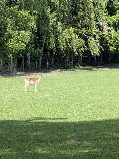 Un daim isolé profite du soleil sur une prairie avec des arbres en arrière plan