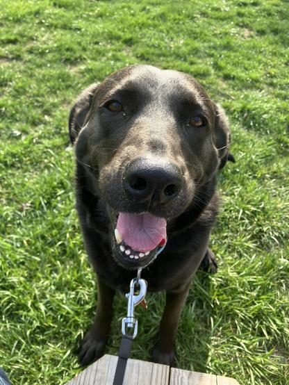 Jolene, a black Labrador Retriever, panting at the camera while sitting in the grass. She looks extremely happy to be out on a walk, enjoying the spring weather.