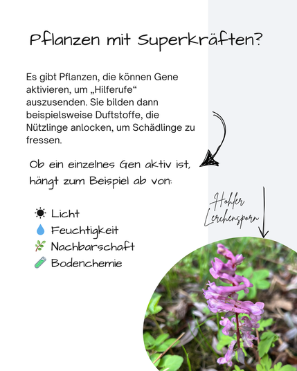 Neben einem Bild eines Hohlen Lerchensporns steht:
Pflanzen mit Superkräften?
Es gibt Pflanzen, die können Gene aktivieren, um „Hilferufe“ auszusenden. Sie bilden dann beispielsweise Duftstoffe, die Nützlinge anlocken, um Schädlinge zu fressen.
Ob ein einzelnes Gen aktiv ist, hängt zum Beispiel ab von:

 ☀️ Licht
 💧 Feuchtigkeit
 🌿 Nachbarschaft
 🧪 Bodenchemie