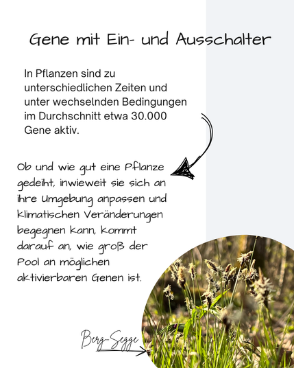 Neben einem Bild einer Berg-Segge steht:

Gene mit Ein- und Ausschalter
In Pflanzen sind zu unterschiedlichen Zeiten und unter wechselnden Bedingungen im Durchschnitt etwa 30.000 Gene aktiv.
Ob und wie gut eine Pflanze gedeiht, inwieweit sie sich an ihre Umgebung anpassen und klimatischen Veränderungen begegnen kann, kommt darauf an, wie groß der Pool an möglichen aktivierbaren Genen ist.