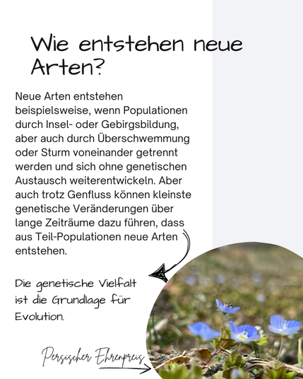 Neben eines Bildes mit einer Gruppe blaublühenden Persischen Ehrenpreises steht:

Wie entstehen neue Arten?
Neue Arten entstehen beispielsweise, wenn Populationen durch Insel- oder Gebirgsbildung, aber auch durch Überschwemmung oder Sturm voneinander getrennt werden und sich ohne genetischen Austausch weiterentwickeln. Aber auch trotz Genfluss können kleinste genetische Veränderungen über lange Zeiträume dazu führen, dass aus Teil-Populationen neue Arten entstehen.
Die genetische Vielfalt 
ist die Grundlage für 
Evolution.