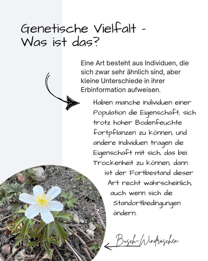 Neben einem Bild eines Busch-Windröschens steht
Genetische Vielfalt – 
Was ist das?

Eine Art besteht aus Individuen, die sich zwar sehr ähnlich sind, aber kleine Unterschiede in ihrer Erbinformation aufweisen.

Haben manche Individuen einer Population die Eigenschaft, sich trotz hoher Bodenfeuchte  fortpflanzen zu können, und andere Individuen tragen die Eigenschaft mit sich, das bei Trockenheit zu können, dann
    ist der Fortbestand dieser
     Art recht wahrscheinlich,
      auch wenn sich die
       Standortbedingungen
       ändern.