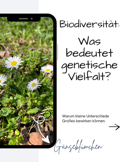In einem Handy-Mockup sieht man eine Gruppe Gänseblümchen. Daneben steht:

Biodiversität:
Was bedeutet genetische
Vielfalt?
Warum kleine Unterschiede Großes bewirken können.