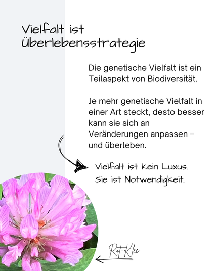 Im Bild eine Nahaufnahme eines Rot-Klees (Blütenstand)

Daneben steht:

Vielfalt ist Überlebensstrategie
Die genetische Vielfalt ist ein Teilaspekt von Biodiversität. 

Je mehr genetische Vielfalt in einer Art steckt, desto besser kann sie sich an Veränderungen anpassen – und überleben.
Vielfalt ist kein Luxus. 
Sie ist Notwendigkeit.