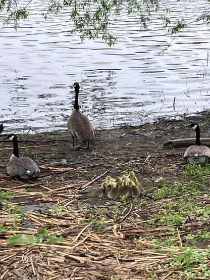 Three Canadian geese facing the water and a huddled mass of goslings mid frame