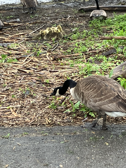 A sentry goose with head down to show warning on approach to protect the babies