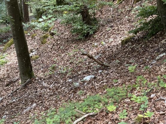 Der Waldboden ist dick bedeckt mit altem Laub, das einfach nicht mehr zersetzt wird.