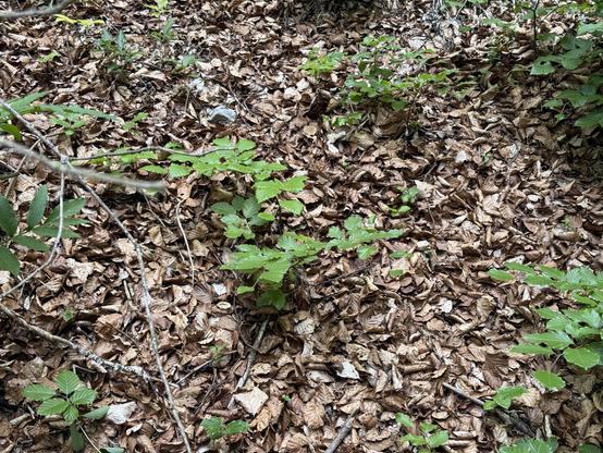Es spriesst zwar immer wieder etwas Grünes zwischendurch, aber trotzdem ist der grösste Teil des Waldbodens mit verdürrtem Laub bedeckt.