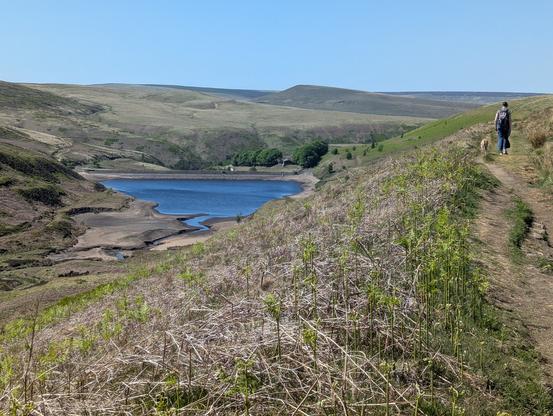 A partially depleted reservoir nestles beneath moorland hills on a sunny day.  New bracken uncurling on the foreground slope.  A figure and a dog on the path heading onwards to right if the frame