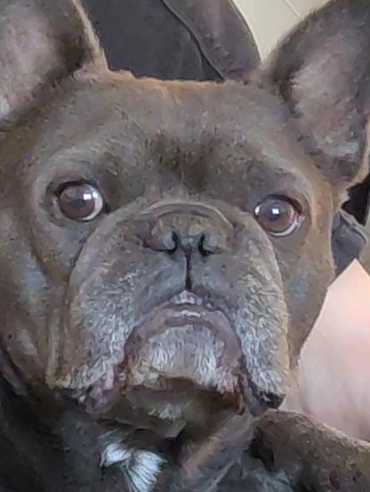 Face close-up of a blue French Bulldog with his front teeth biting over part of the upper lip.
