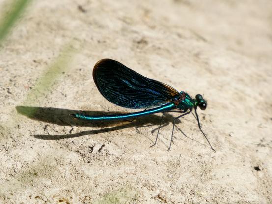 A male Beautiful Demoiselle', with an irridescent teal body and shimmering wings, seen on the dry mud bank of a river
