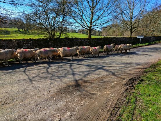 A line of sheep with red markings on their backs walks along a country road. The road is made of dirt and gravel, and there are tyre tracks visible. To the left, a stone wall runs alongside the road, and beyond it, there's a bright green field and bare trees. On the right, more grass verges the road. A sign reading 'DACRE' is visible near the wall. The sky is blue and the sun casts long shadows from the sheep across the road.