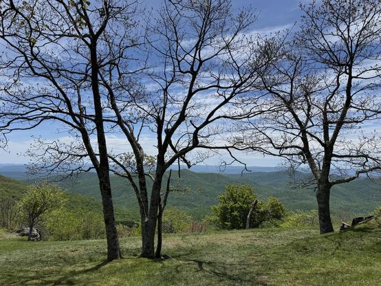 A view looking east from the Pisgah Inn, as you can see before the decorative trees here leafed out.  One can see several rows of mountains in the distance, looking east, but 3 bare trees stand on the bank here before the edge drops off.

This photo is actually taken from between 2 buildings of the inn, which is like an old motor inn.  It's open from April through October every year, and is generally very popular with the motorcycle crowd who tour the BRP.  That is much harder this year, but it still had a good population of visitors.

They have a restaurant with an incredible view to the east.  And anyone (who is willing to sit inside) can dine there.  A day like today without bright sunshine would have been great.
