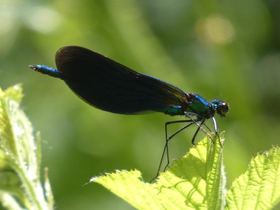 A irridescent teal coloured damselfly, a male 'beautiful Demoiselle' perched on a leaf lit in sunlight against unfocused darker green background