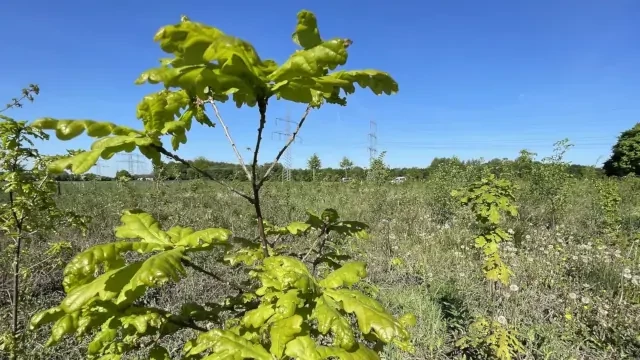 Junge Eiche im Klimawald Selm