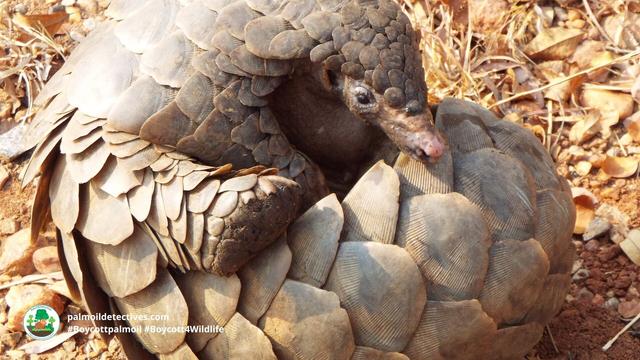 Meek and gentle white-bellied #pangolins are ruthlessly hunted for their scales which have ZERO medicinal value. A growing threat is #palmoil 🌴🪔🤢and #tobacco 🚭 #deforestation. Help them survive! #BoycottPalmOil #Boycott4Wildlife @palmoildetect https://palmoildetectives.com/2021/01/18/white-bellied-pangolin-phataginus-tricuspis/?utm_source=mastodon&utm_medium=Palm+Oil+Detectives&utm_campaign=publer