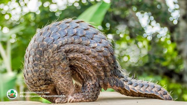 Meek and gentle white-bellied #pangolins are ruthlessly hunted for their scales which have ZERO medicinal value. A growing threat is #palmoil 🌴🪔🤢and #tobacco 🚭 #deforestation. Help them survive! #BoycottPalmOil #Boycott4Wildlife @palmoildetect https://palmoildetectives.com/2021/01/18/white-bellied-pangolin-phataginus-tricuspis/?utm_source=mastodon&utm_medium=Palm+Oil+Detectives&utm_campaign=publer