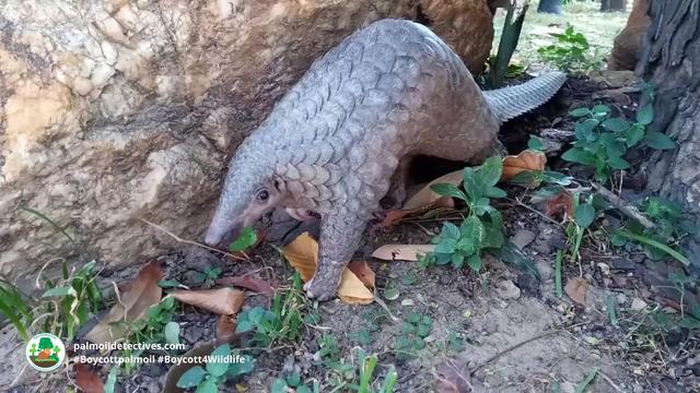 Meek and gentle white-bellied #pangolins are ruthlessly hunted for their scales which have ZERO medicinal value. A growing threat is #palmoil 🌴🪔🤢and #tobacco 🚭 #deforestation. Help them survive! #BoycottPalmOil #Boycott4Wildlife @palmoildetect https://palmoildetectives.com/2021/01/18/white-bellied-pangolin-phataginus-tricuspis/?utm_source=mastodon&utm_medium=Palm+Oil+Detectives&utm_campaign=publer