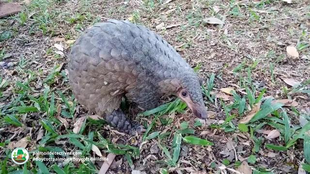 Meek and gentle white-bellied #pangolins are ruthlessly hunted for their scales which have ZERO medicinal value. A growing threat is #palmoil 🌴🪔🤢and #tobacco 🚭 #deforestation. Help them survive! #BoycottPalmOil #Boycott4Wildlife @palmoildetect https://palmoildetectives.com/2021/01/18/white-bellied-pangolin-phataginus-tricuspis/?utm_source=mastodon&utm_medium=Palm+Oil+Detectives&utm_campaign=publer