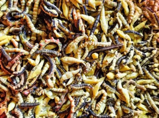les-chenilles-de-cassia-sautees-delicatesse-insolite-du-vietnam-qui-fait-frissonner-et-saliver-1