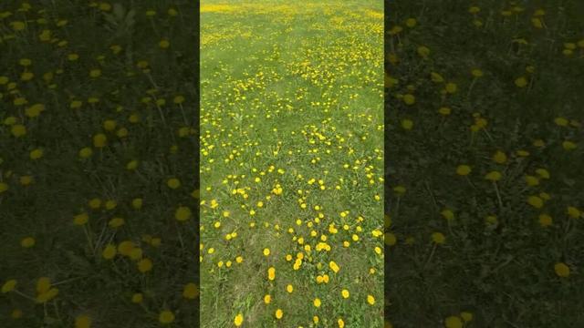 たんぽぽだらけの草原in北海道当別町〜原田知世ダンデライオンをバックに…
