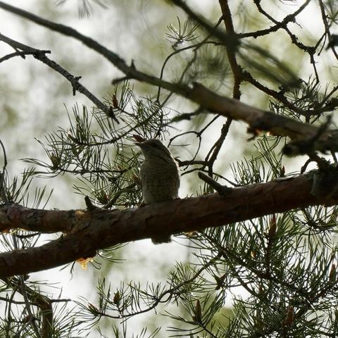 A small bird is sitting on a thick branch inside the foliage of a pine tree, it is light grey with dark mottling and a dark band running on the side of its head which is turned slightly to the left.