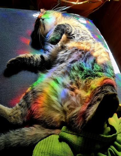 A grey tabby cat relaxed on the back, belly up. She's covered in rainbow lights and sun speckles. She's on a grey surface and in her back is a green blanket.
