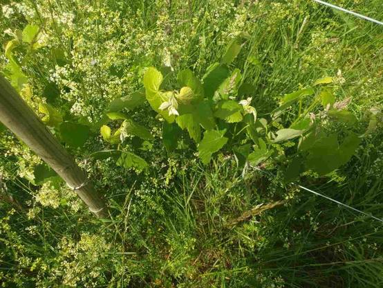 Vigne Isabelle dans ou au sommet d'un nuage d'herbe, vu de haut.
Piquets et fils aussi